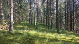 kuusimetsä