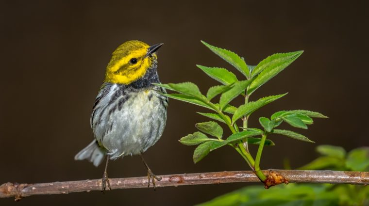 Keltainen lintu orrella