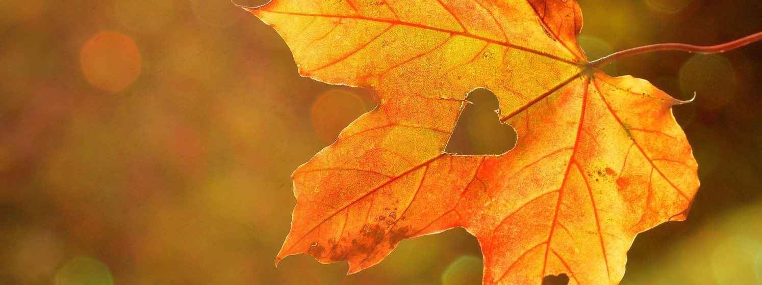 Vaahteranlehti, jonka keskellä on sydämenmuotoinen aukko
