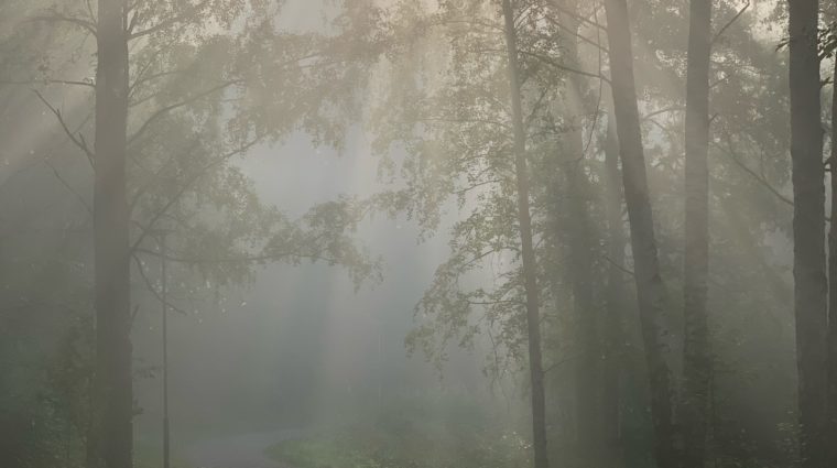 Sumuinen metsä