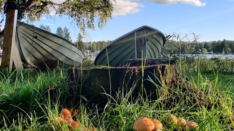 Poutapilvinen taivas, rantapuu, kaksi soutuvenettä ja nurmikolla sieniä