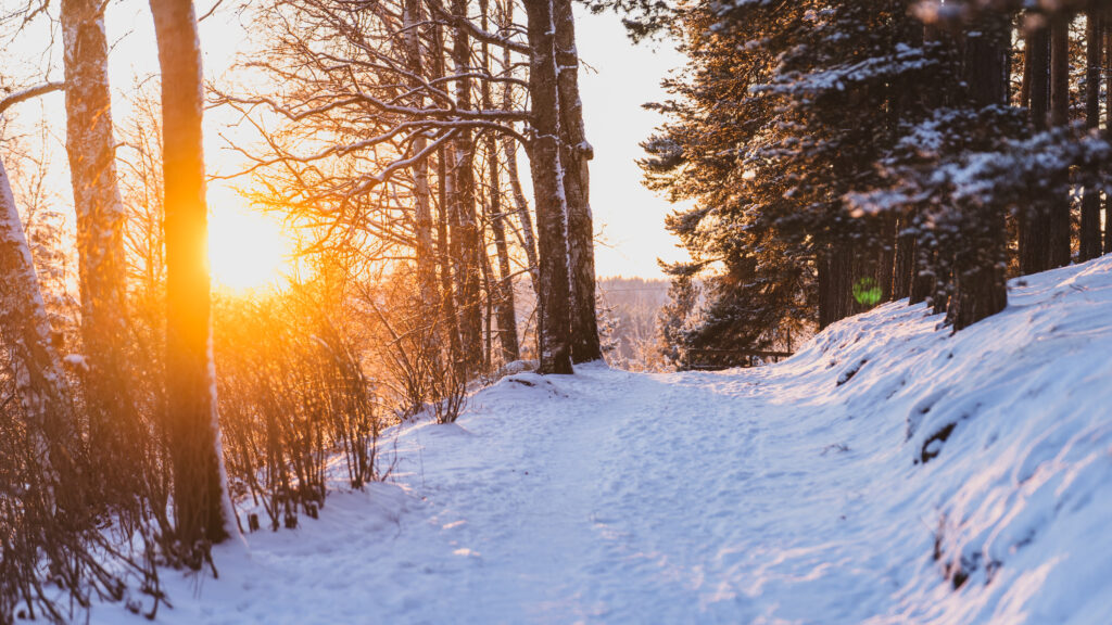 Luminen metsätie, aurinko paistaa alhaalta puiden välistä.