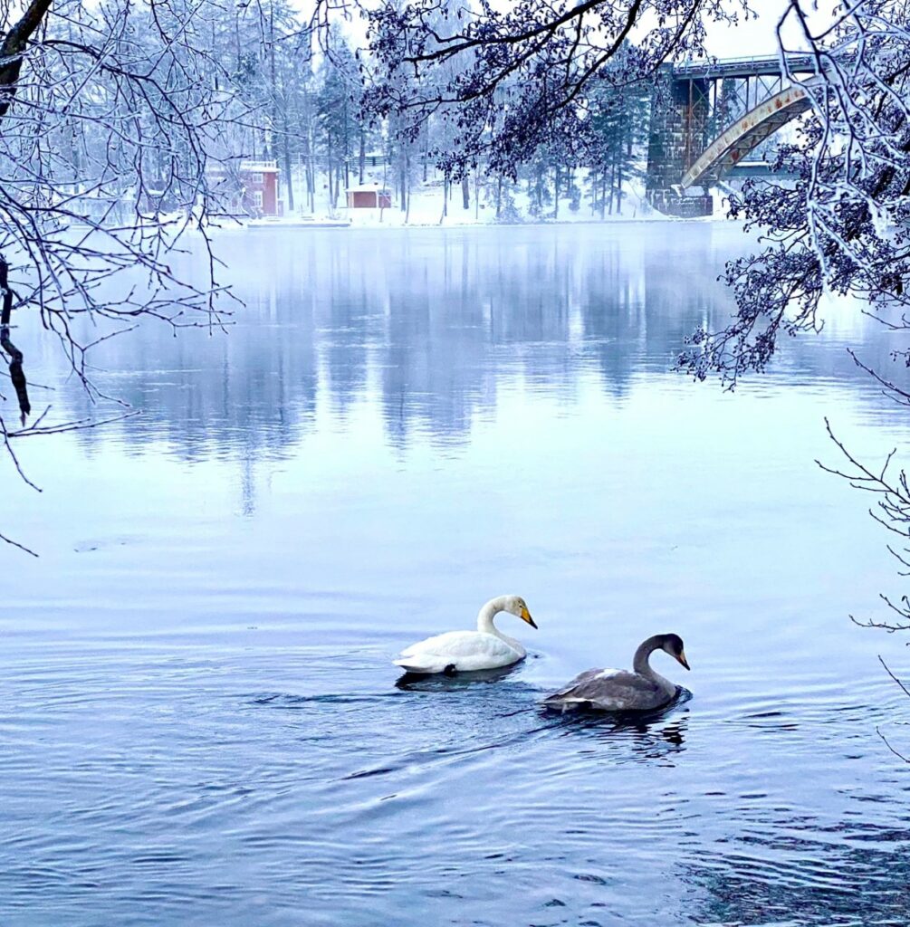 Kaksi joutsenta ui Kymen virralla. TAustalla vastarannan metsä ja etualalla yläreunassa oksia.