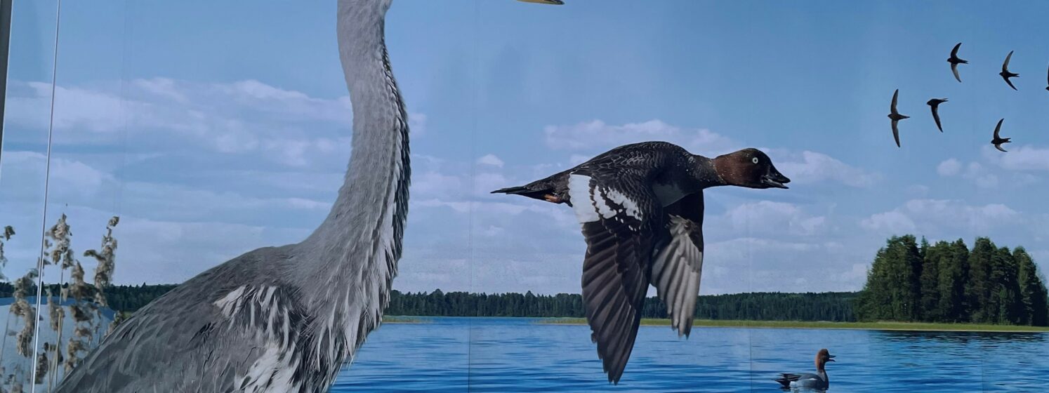 kirjatoauton kyljen lintukuvia hämärässä talvimaisemassa.