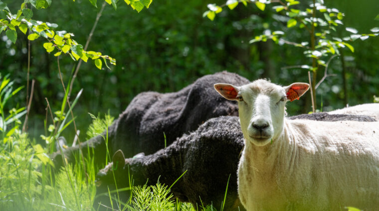 Kaksi mustaa ja yksi valkoinen lammas Heinolan koskensaaressa