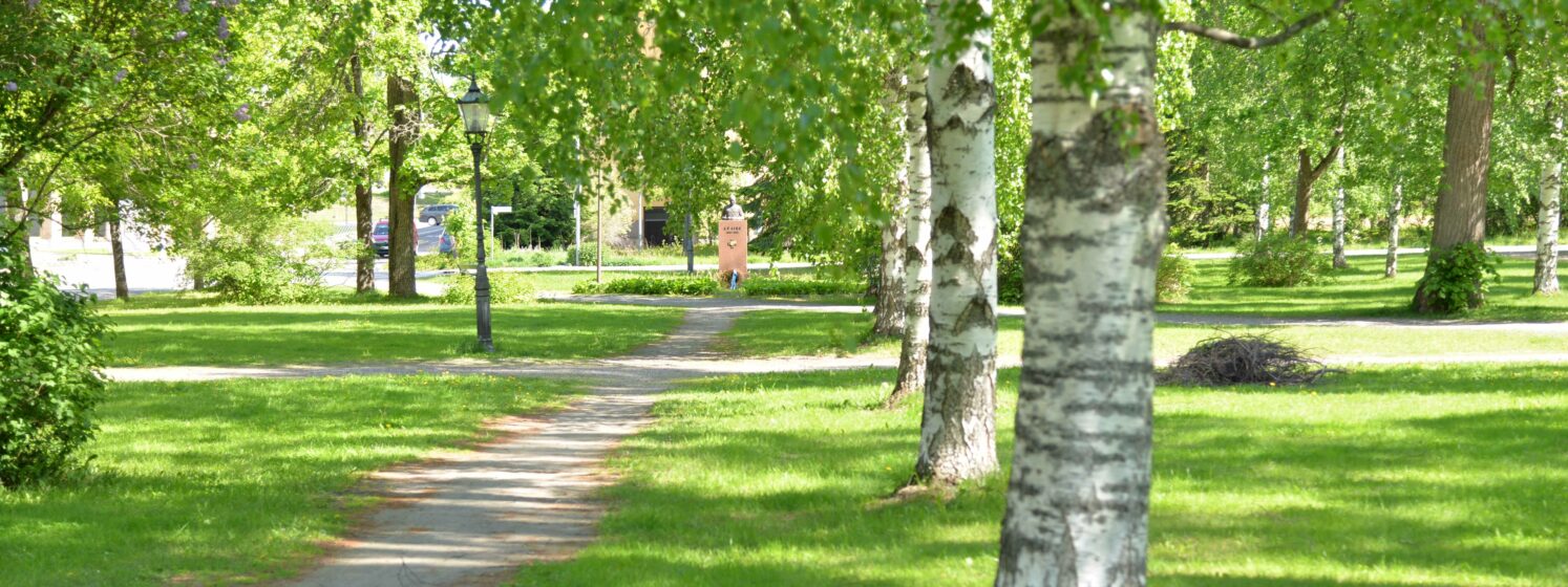 Koivuja Maaherranpuistossa