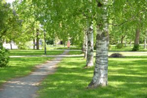 Koivuja Maaherranpuistossa