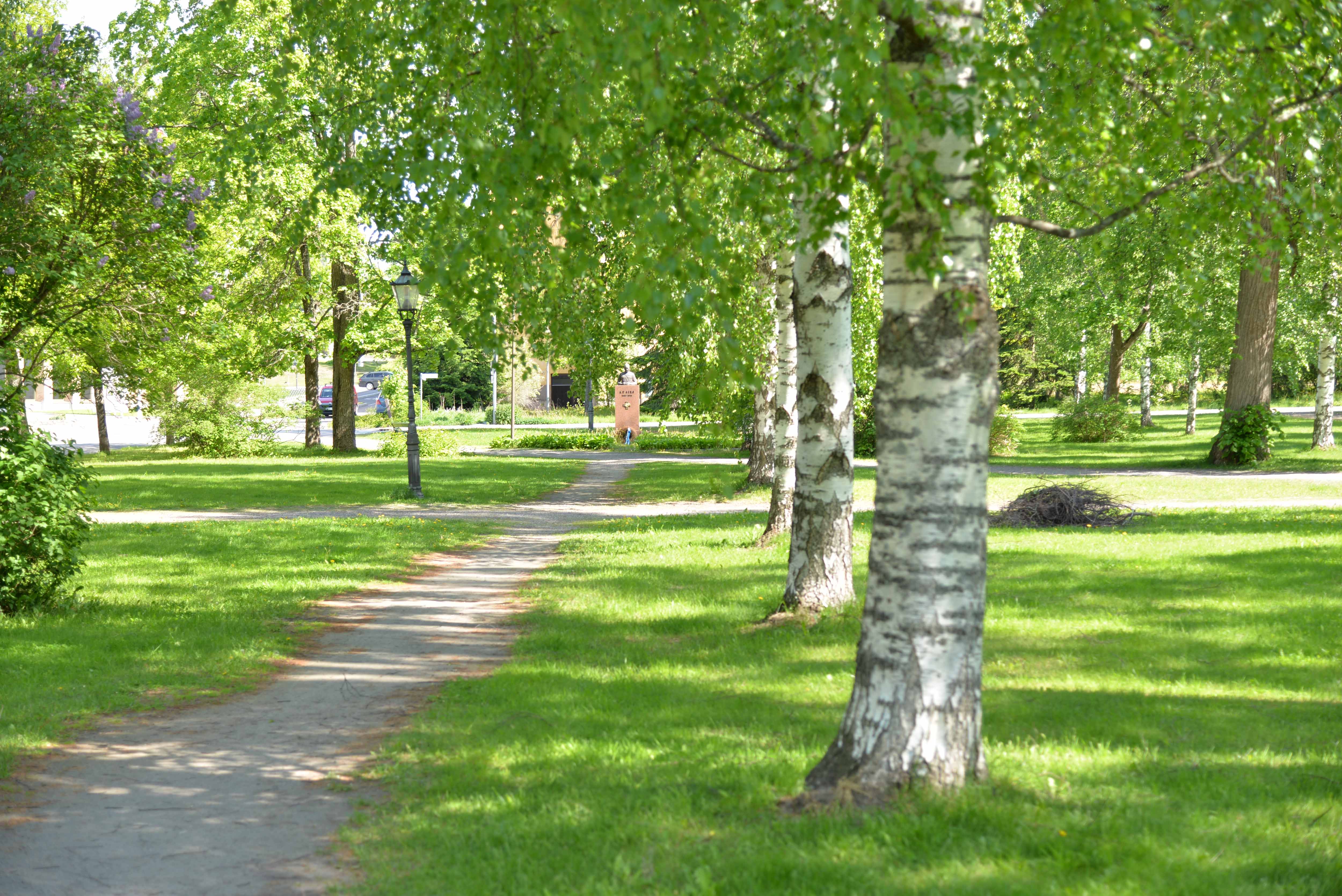 Koivuja Maaherranpuistossa