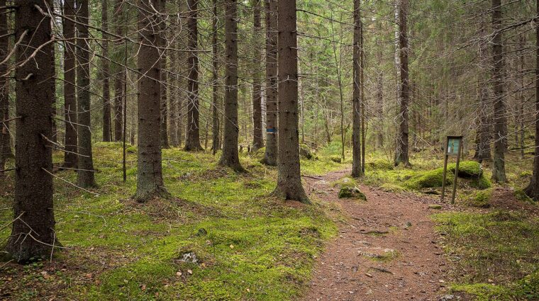 Polkujuoksua metsässä