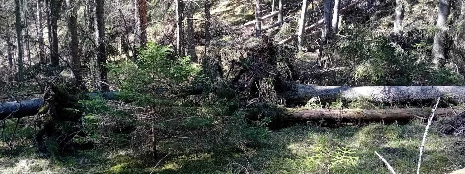 Mäyrämäki luonnonsuojelualue