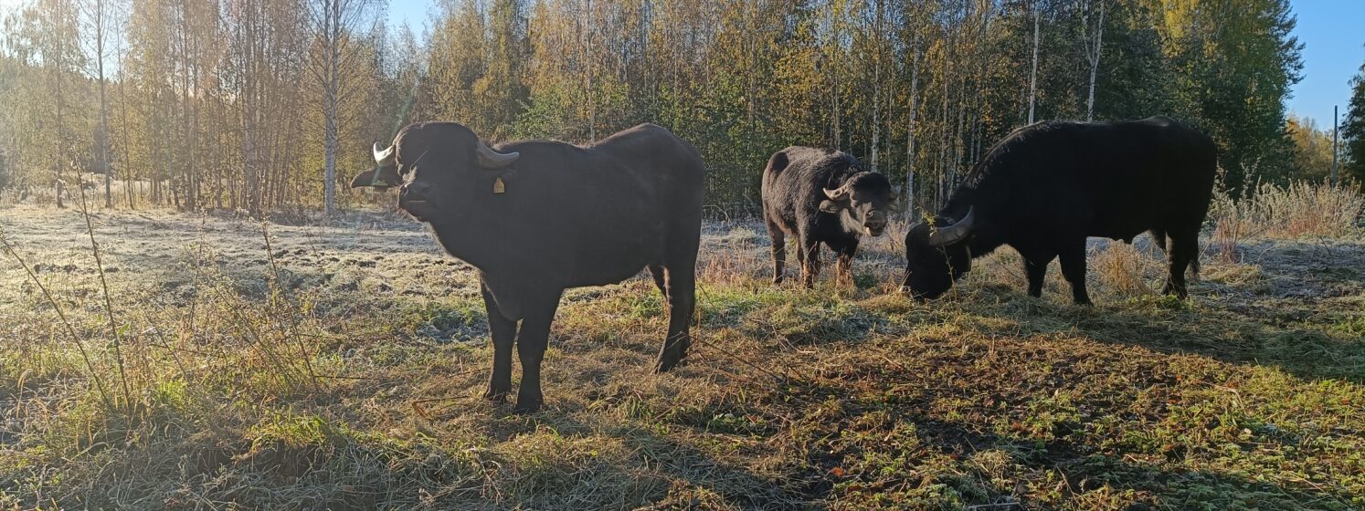 Kuvassa puhvelit Isiäisellä