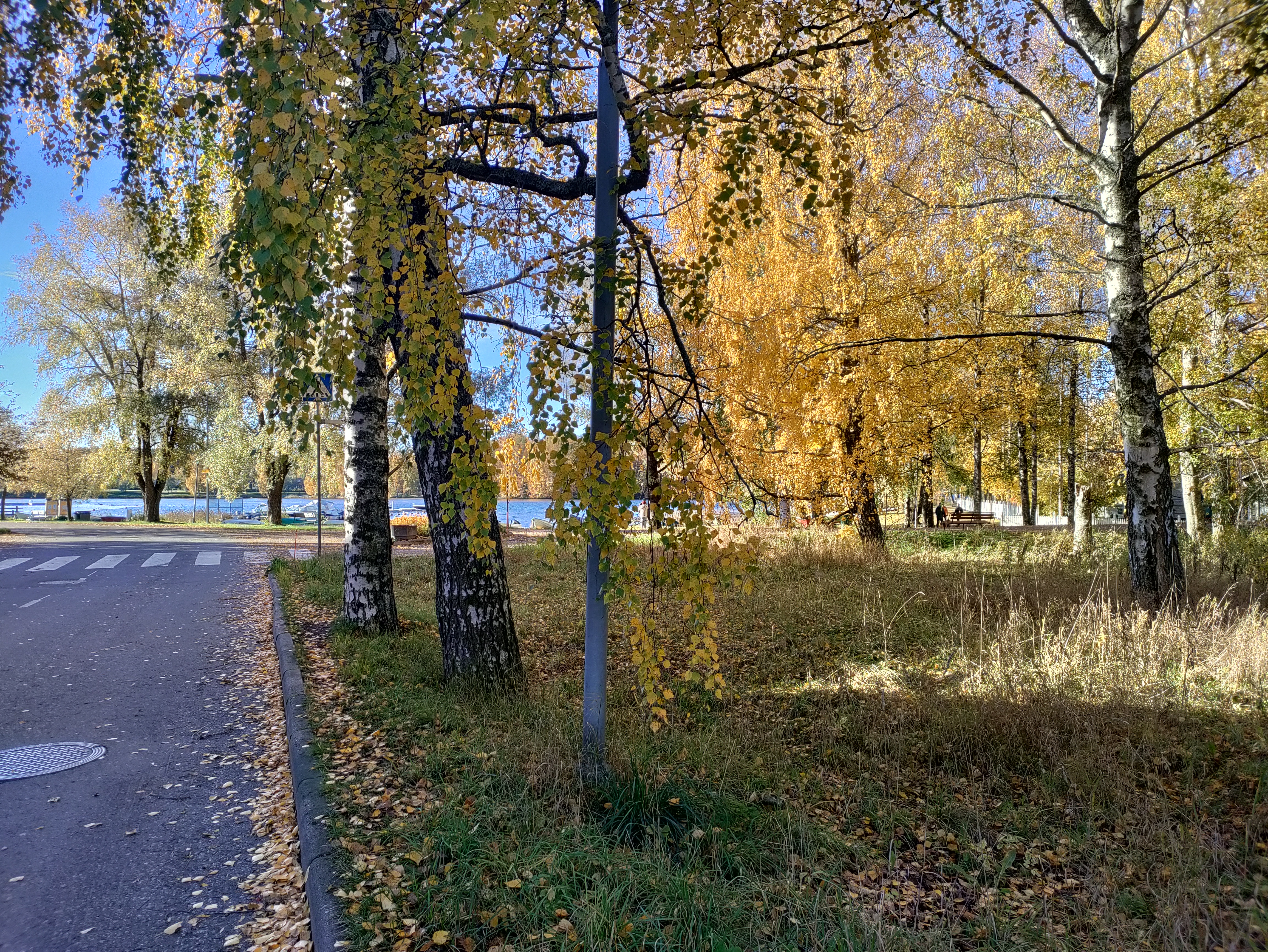 Syksyisiä koivuja virran läheisyydessä