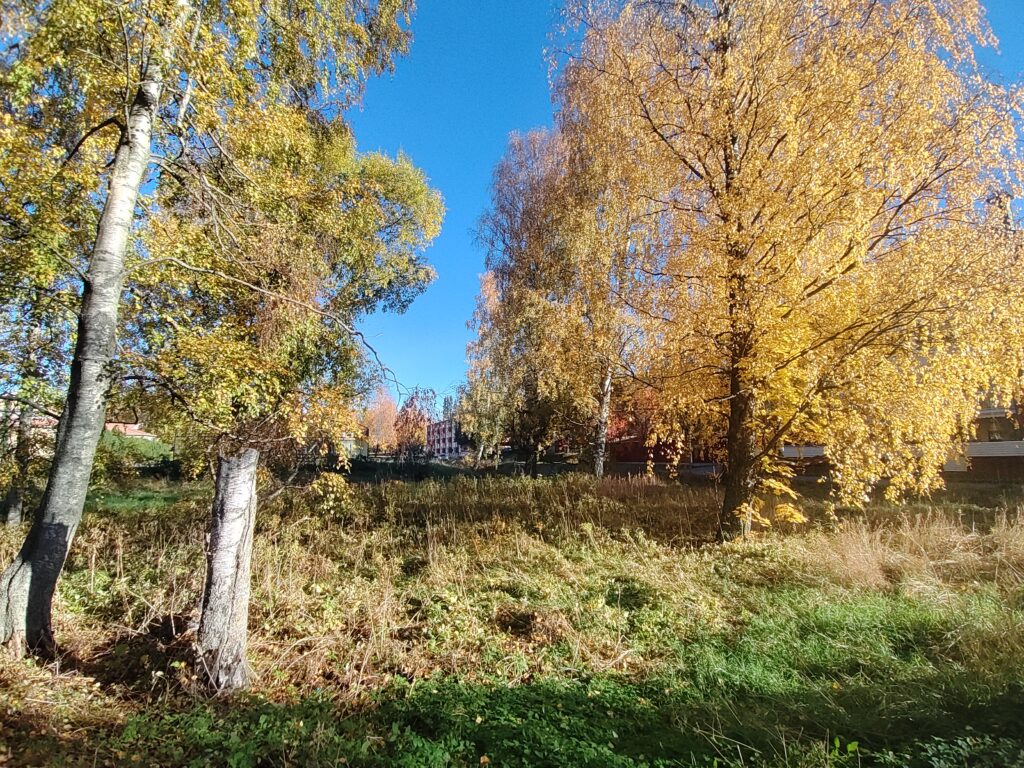 Syksyinen kosteikko