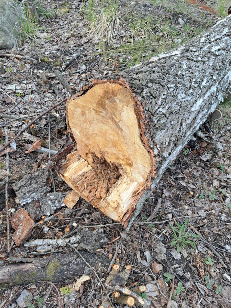 Kaadettu puun runko