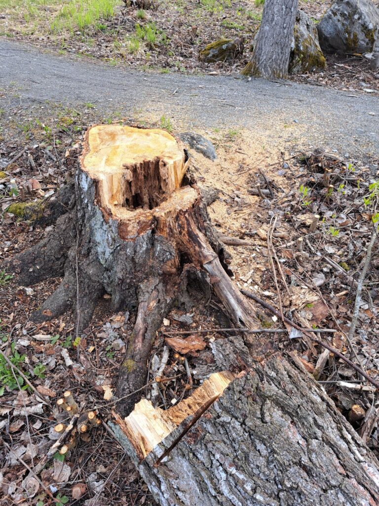 Jäljelle jäänyt kanto puusta