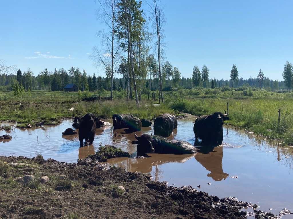 Puhveleita on tulossa kesätöihin Isiäisen lintulammelle kolme kappaletta, niin kuin viime kesänäkin.