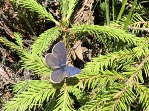 Sinisiipi kuusen oksilla