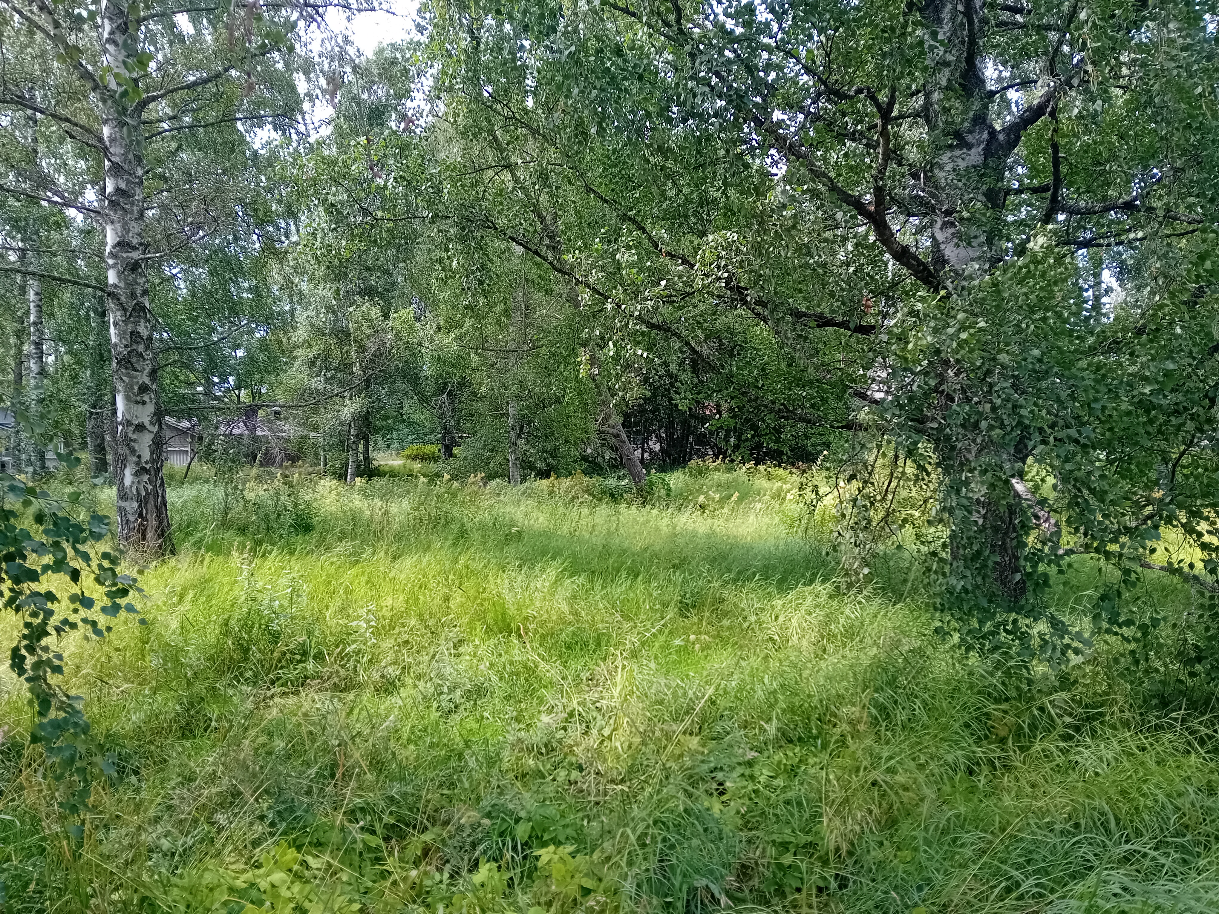 Ojakadun kosteikko