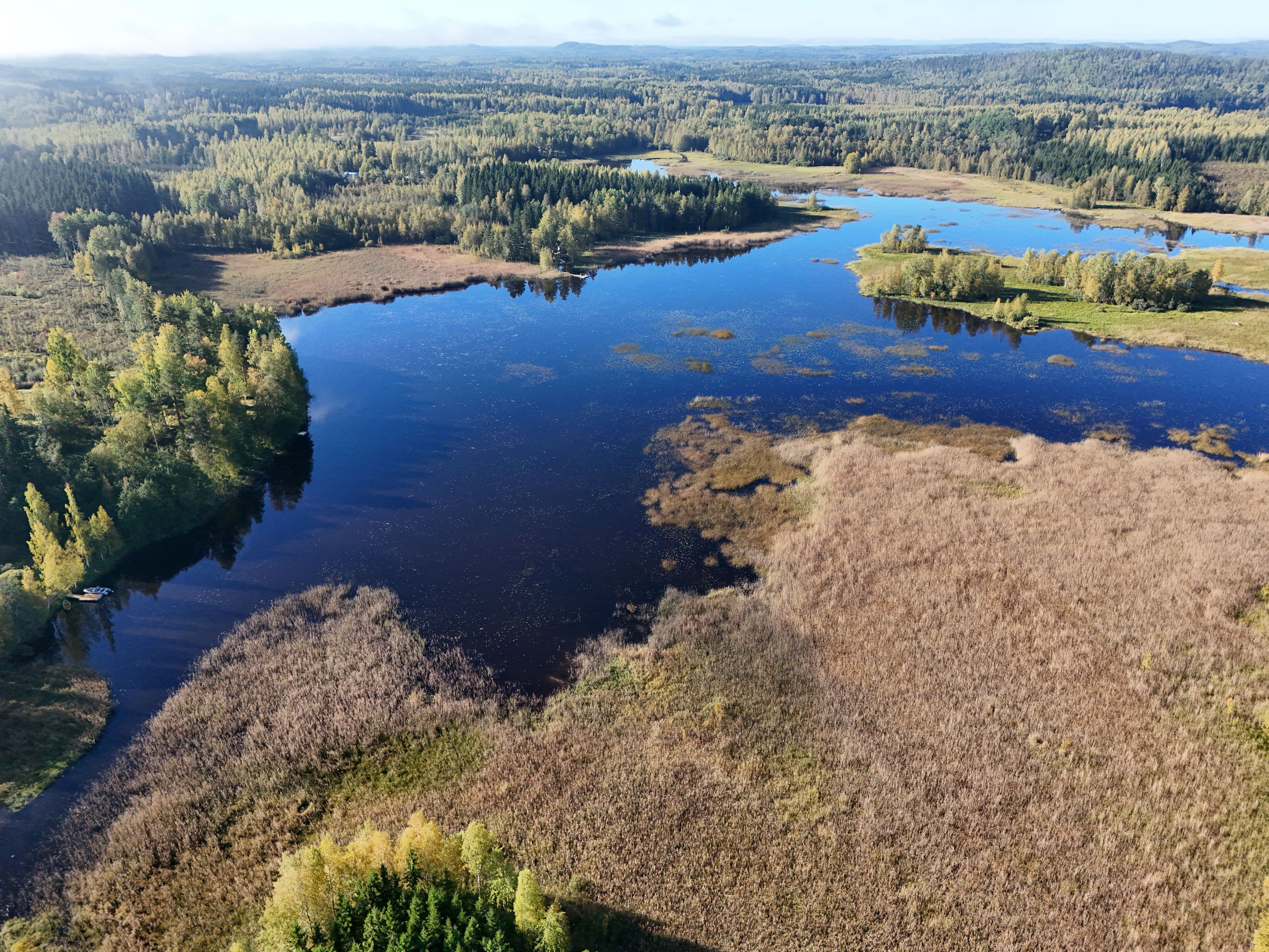 Järviruokoa