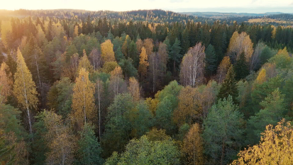 Sysmän pohjoisosan metsäluontoa