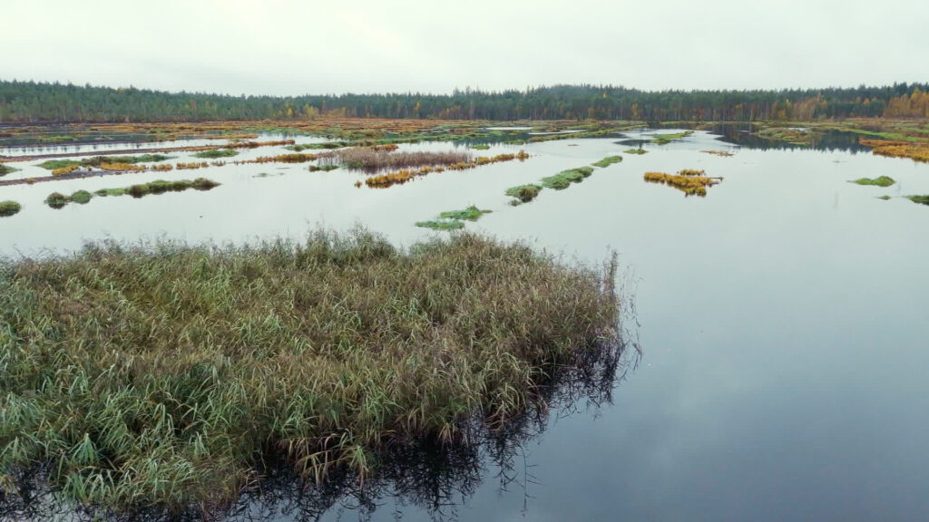 Hartolan Jaakkolansuon kosteikkoa