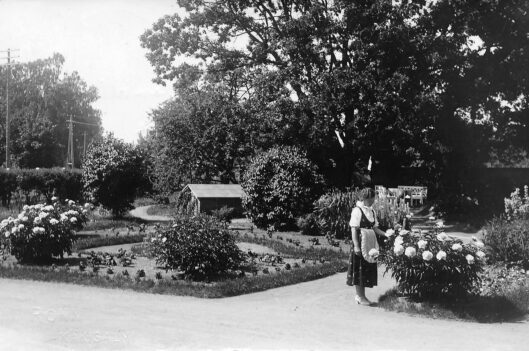 Postikortteja Käkisalmesta – omenankukkain kaupungista