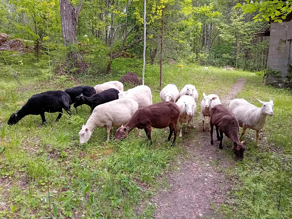 Lampaita Koskensaaressa