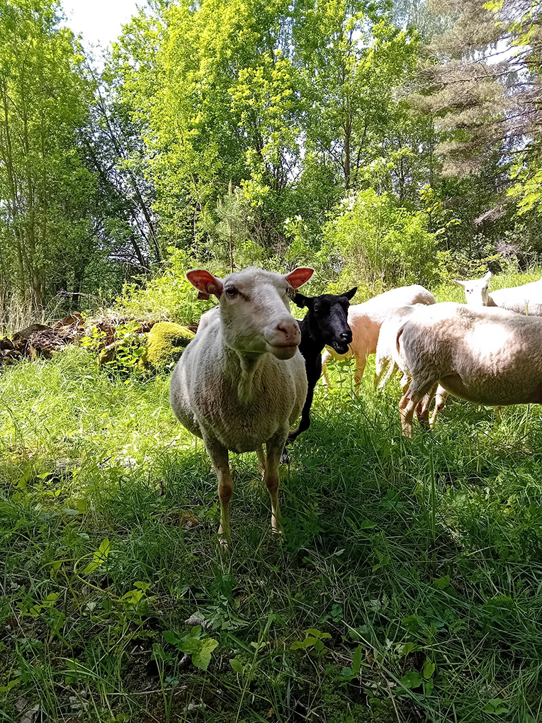 Lammas Koskensaaressa