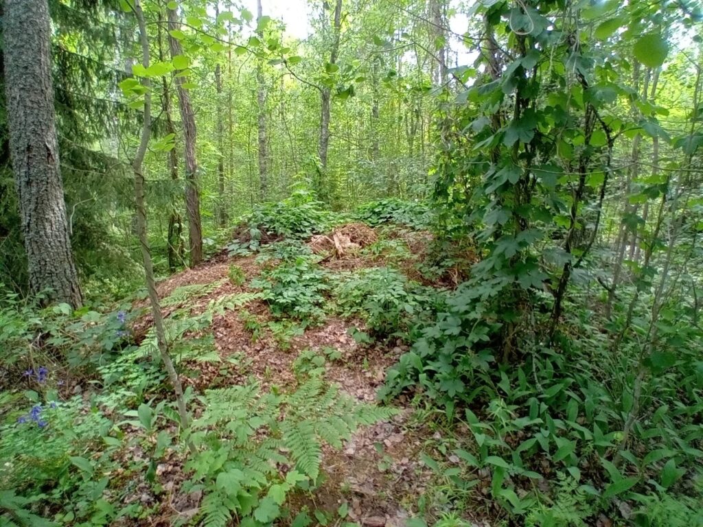 Puutarhajätettä luontoon jätettynä, mikä ei ole sallittua.