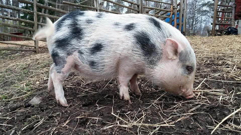 Ulkoileva minipossu.